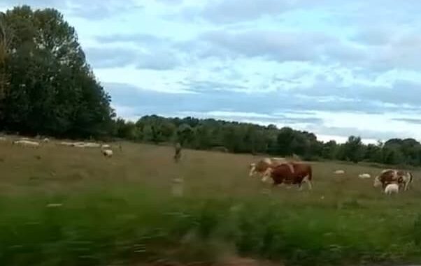 maiali fagnano agricoltori