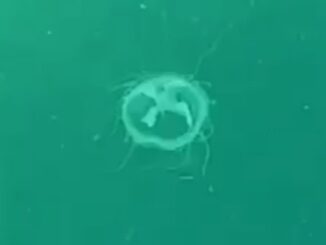 meduse lago ceresio