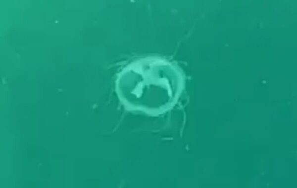 meduse lago ceresio