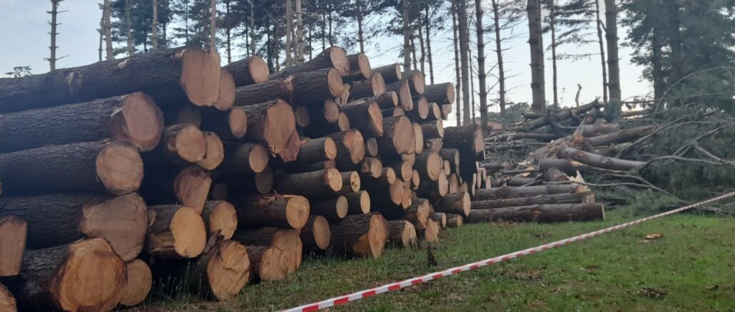 oggiona danni maltempo pineta