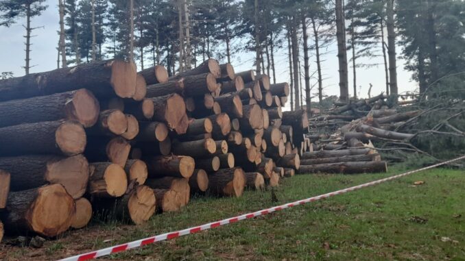 oggiona danni maltempo pineta
