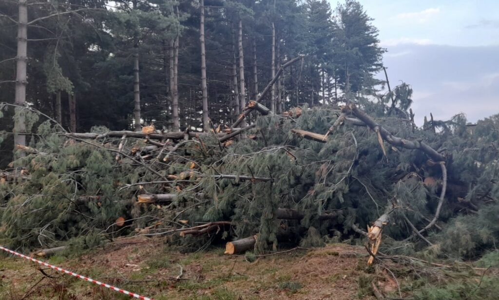 oggiona danni maltempo pineta