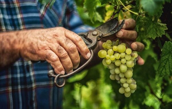 grandine vendemmia varesotto