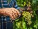 grandine vendemmia varesotto