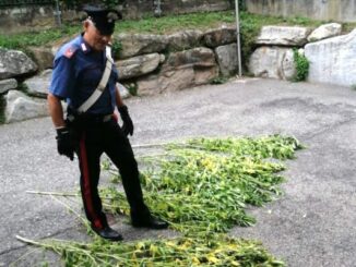 Besozzo marijuana giardino arrestato