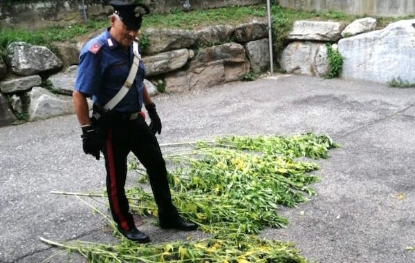 Besozzo marijuana giardino arrestato