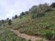 Monte Pian Bello
