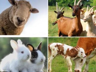 agrimornago sfida fornelli autorità 06