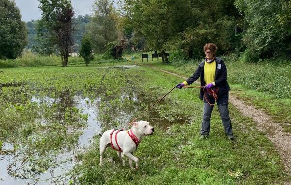canile varese nuova struttura
