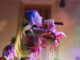 legnano eventi finesettimana altomilanese