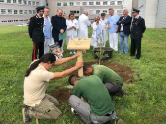 legnano ospedale albero fadoi