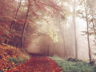 pioggia schiarite temperatura nebbia