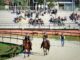 legnano palio corse addestramento