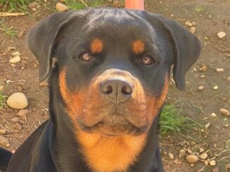 parabiago cacciatore cane ucciso