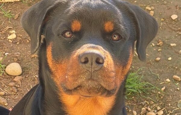 parabiago cacciatore cane ucciso