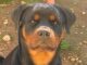 parabiago cacciatore cane ucciso