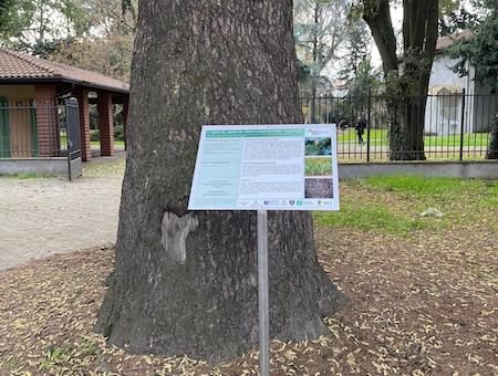 magenta alberi cartelli