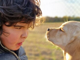 sesto labrador giorgio raccolta fondi