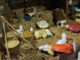 abbiategrasso presepe vandali alpini