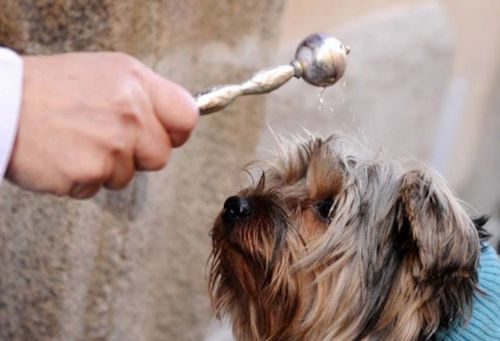 olgiateolona polizialocale sansebastiano animali