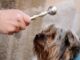 olgiateolona polizialocale sansebastiano animali