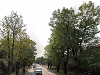 canegrate parabiago alberi taglio
