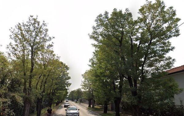 canegrate parabiago alberi taglio