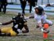 Campionato IFL Giaguari Rhinos