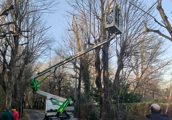Albizzate tigli messa sicurezza