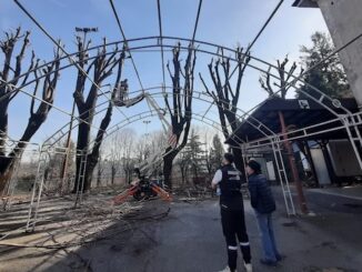 Albizzate tigli messa sicurezza