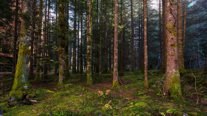 lombardia foreste biodiversità