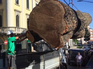 piantone varese diventa scultura