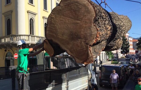 piantone varese diventa scultura