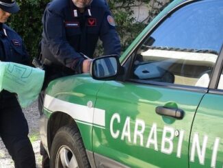 cantello avvelena gatti forestale