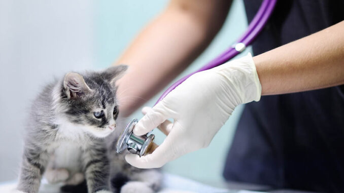 rescaldina soccorso veterinario incontro