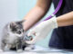 rescaldina soccorso veterinario incontro