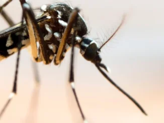 dengue pd lombardia