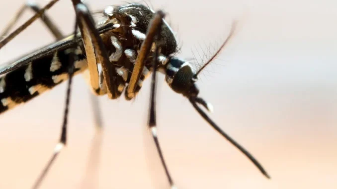 dengue pd lombardia