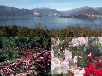 collina delle camelie laveno