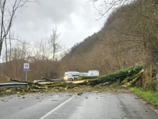 germignaga cade pianta statale