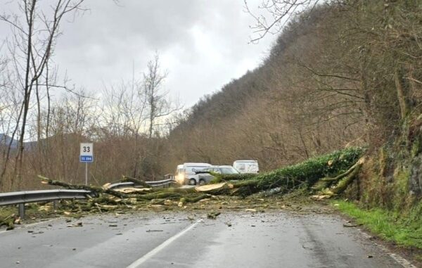 germignaga cade pianta statale