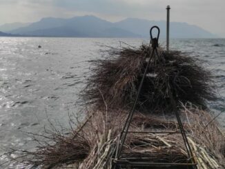 lago maggiore pesce persico