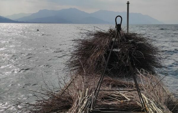 lago maggiore pesce persico