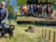cardano area cani sindaco