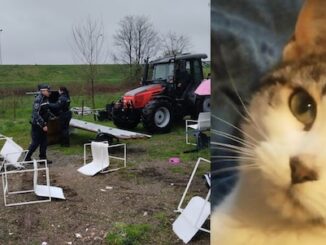 gallarate gatto sinti sgombero