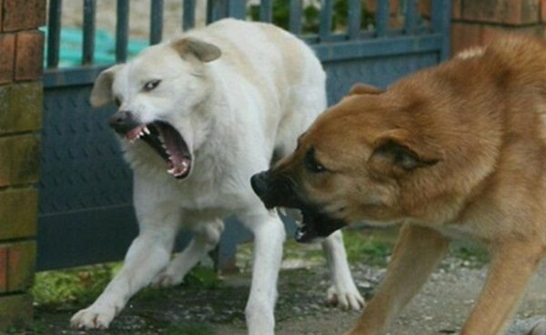 varese cani randagi