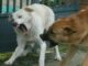 varese cani randagi