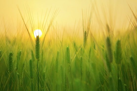 varese cambiamento climatico agricoltura
