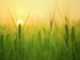 varese cambiamento climatico agricoltura