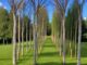 legnano alberi parco centenario